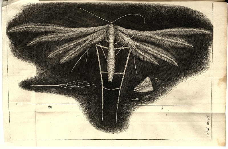 White feather-winged moth from Robert Hooke's 'Micrographia' published in 1665
