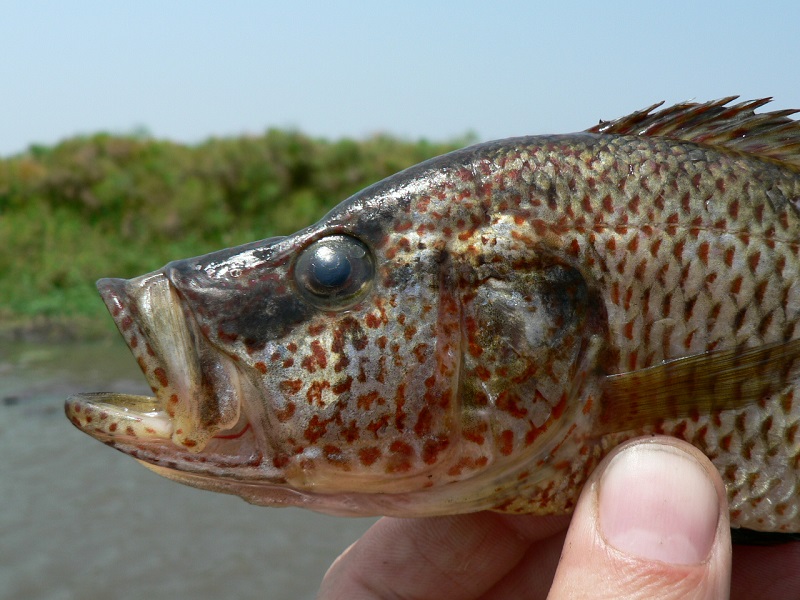One of the new predator cichlid fish species that evolved in Lake Mweru. Credit Ole Seehausen