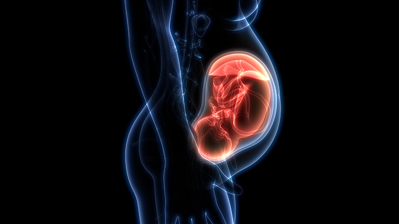 Illustration of a baby in the womb