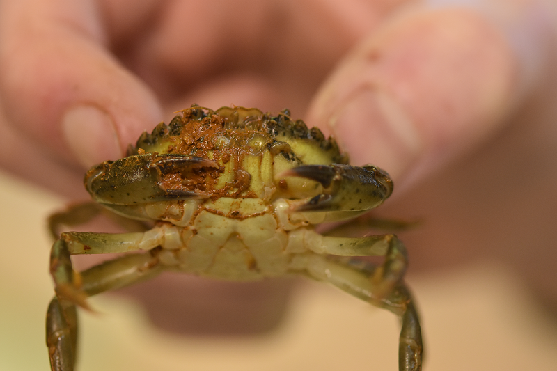 European shore crab, Carcinus maenas, found living on a ship on a ship that visited Antarctica and the Arctic. Credit Arlie McCarthy