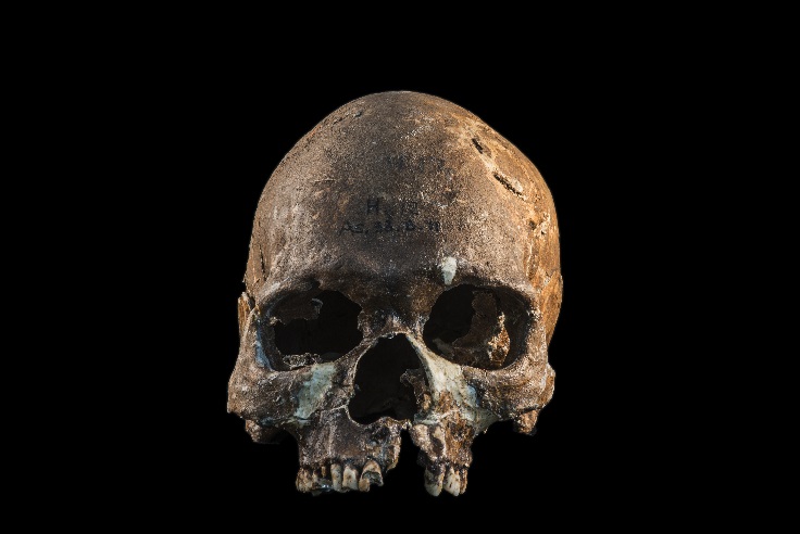 Complete skull from a Hoabinhian person from Gua Cha, Malaysian Peninsula. More photographs available on request. 