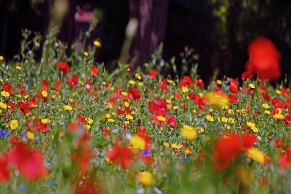 wildflowers