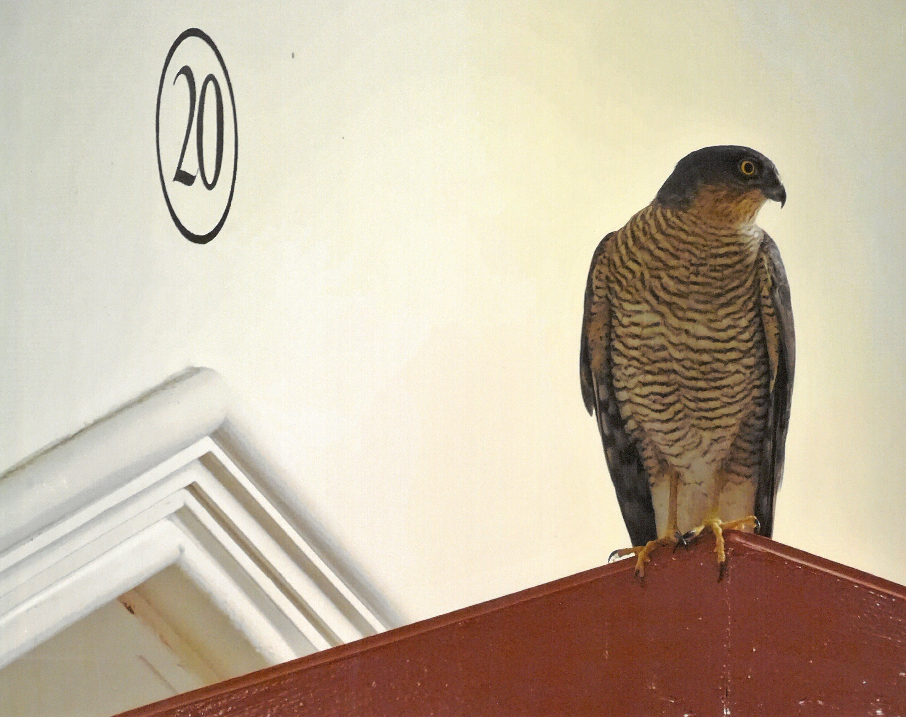 Sparrowhawk photo